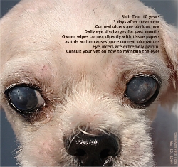 Corneal ulcers are very painful to the Shih Tzu. Toa Payoh Vets