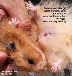 Balanoposthitis - Syrian Hamster - Wood shavings. Toa Payoh Vets