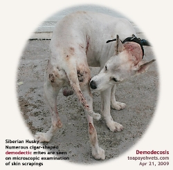 Demodectic Mange & Ringworm Siberian Husky. Toa Payoh Vets