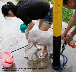 Thorough scrubbing after mite treatment to remove infected skin scabs. Toa Payoh Vets