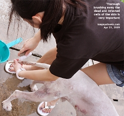 Thorough scrubbing after mite treatment to remove infected skin scabs. Toa Payoh Vets