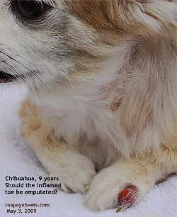 Chihuahua, Female, 9 years, spayed. Inflamed digit 5, left fore paw. Toa Payoh Vets