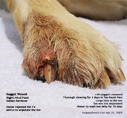 Infected toe, maggots > 30. Toe amputation advised by a vet. Toa Payoh Vets
