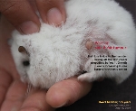 dwarf hamster 1.5 years old, skin tumour or wart. Toa Payoh Vets