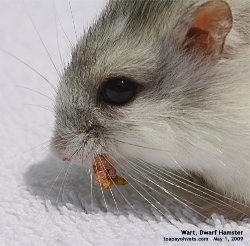 Wart tumour. Dwarf Hamster. Stalked. Easier to excise. Toa Payoh Vets