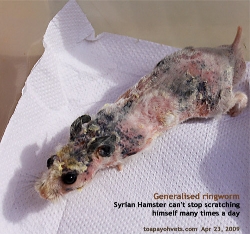 Generalised Ringworm. Syrian Hamster. Coat clipped very short. Treated at Toa Ppayoh Vets