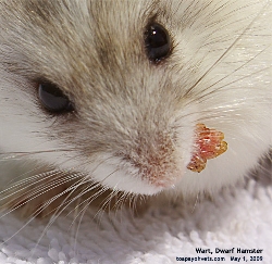 Wart tumour. Dwarf Hamster. Stalked. Easier to excise. Toa Payoh Vets