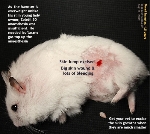 dwarf hamster 1.5 years old, skin tumour or wart. Toa Payoh Vets