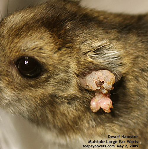 Dog Ear Warts