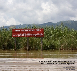 Bird Watching in Lake Inle, Myanmar. Asiahomes.com Travels and Tours