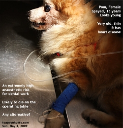 dental health care scaling pain in dogs singapore toa payoh vets