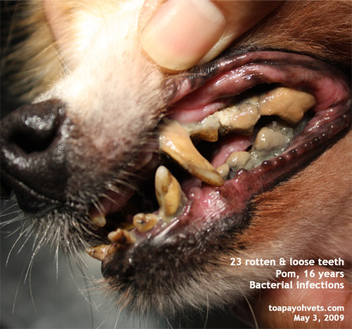 Veterinary and Travel Stories: 1126. Dental extrraction of a 16-year