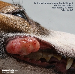 Large cancerous gum and hard palate tumour. Jack Russell, 10 years. Toa Payoh Vets