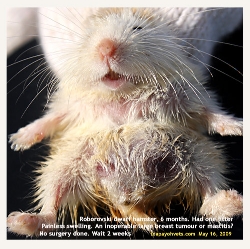 Roborovski Dwarf Hamster. Mastitis or Breast Tumour? Toa Payoh Vets