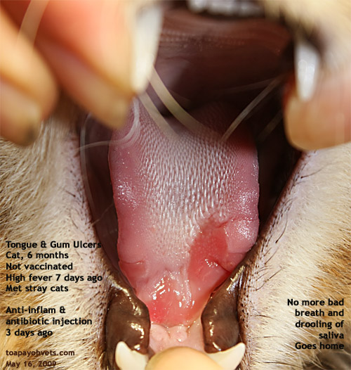 ulcers on tongue. Cat Tongue Gum Ulcers Not