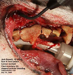 Large cancerous gum and hard palate tumour. Jack Russell, 10 years. Toa Payoh Vets