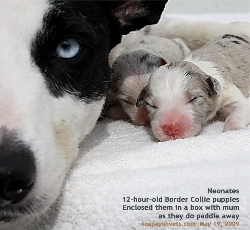 Border Collie dam and neonates. Toa Payoh Vets