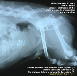 Canine uroliths, Chihuahua, Male, 10 years. Toa Payoh Vets 