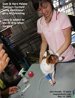 Jack Russell, Gum & Hard Palate Tumour excised. Vet Intern. Toa Payoh Vets.
