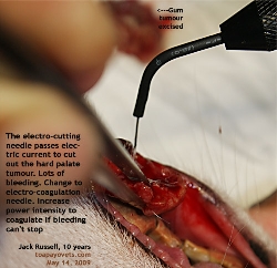 Isoflurane Gas Anaesthesia. Electro-cutting removed gum tumour first. Note hard palate tumour. Toa Payoh Vets
