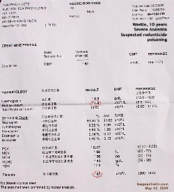 Blood tests - Severe Anaemia. Westie catches rats. Toa Payoh Vets