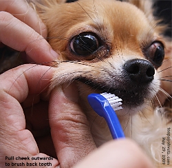 Difficult to brush dog's teeth. Toa Payoh Vets