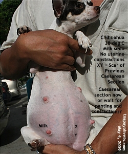 Chihuahua, 2nd pregnancy. Uterine Inertia. Caesarean Section. Toa Payoh Vets.