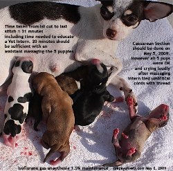 Chihuahua, 2nd pregnancy. Uterine Inertia. Caesarean Section. Toa Payoh Vets.