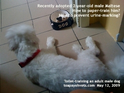 Toilet-Training and Urine-marking, adult Male Maltese/Dog. Toa Payoh Vets