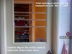 Toilet-Training and Urine-marking, adult Male Maltese/Dog. Toa Payoh Vets