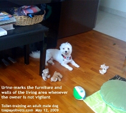 Toilet-Training and Urine-marking, adult Male Maltese/Dog. Toa Payoh Vets