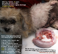 Closed Pyometra. 16-year-old Shih Tzu after surgery. OK. Toa Payoh Vets