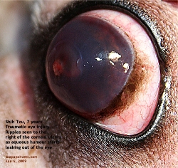 Left Eye Descemetocoele & Ulcers. Shih Tzu, 7 years. Singapore. Toa Payoh Vets