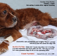 Cavalier King Charles, 6 years. Closed Pyometra. Survived. Singapore. Toa Payoh Vets