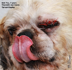 Left Eye Descemetocoele & Ulcers. Shih Tzu, 7 years. Singapore. Toa Payoh Vets