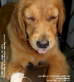 Golden Retriever. Eyes swollen and closed during a morning exercise. Toa Payoh Vets