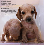 Generalised Scabies Toy Poodles, 3 months, after Purchase. Toa Payoh Vets