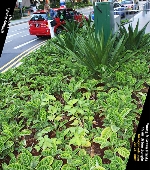 A "wow" factor in the Cactus Plant, standing out from the leafy plants. Orchard Central Mall, Singapore. Toa Payoh Vets