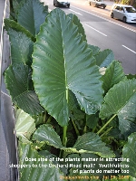 Youthful, big visual impact and green plants, Orchard Central Mall, Singapore. Toa Payoh Vets