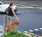 Golden Retriever trim and fit. Exercised. Jogging. Toa Payoh Vets 