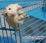 Roborovski dwarf hamster. Left hind foot bitten. Hospitalised. Trapped and saved. Toa Payoh Vets