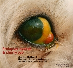 Eyeball prolapse long ago. Cherry Eye. Abandoned Pek X. Toa Payoh Vets