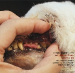 Carnaissal Tooth Abscess, 9-year-old Poodle with chronic gingivitis. Toa Payoh Vets