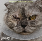 Cat eye ulcer surgery 3rd eyelid flap & tarsorrhaphy  Toa Paayoh Vets