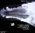 Smelly nasal discharge, 3 years old Schnauzer X. Toa Payoh Vets 