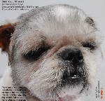 Cellulitis. Shih Tzu, 10 years. Flesh-eating bacterial infections. Toa Payoh Vets