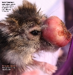 Inoperable tumour above nostrils. Dwarf Hamster. Toa Payoh Vets