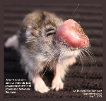 Dwarf hamster - massive tumour above nostrils and in between eyes. Toa Payoh Vets