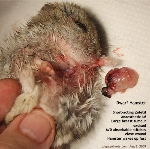 Dwarf Hamster, Massive breast tumour with bleeding hole excised. Hamster OK. Toa Payoh Vets.