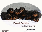 Singapore Rottweiler pups for sale by owner.Toa Payoh Vets